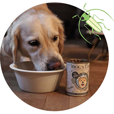 DOG'S LOVE insect boxes from which a small plant grows and a bee flies by.