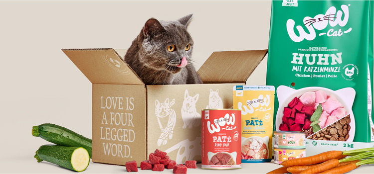 Cat sits in a box with WOW CAT products all around her.